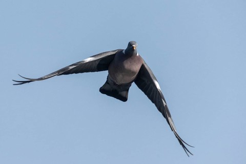 Woodpigeon (Columba palumbus), Emsland, Lower Saxony, Germany