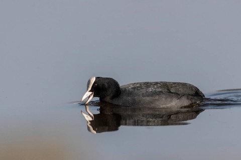 Eurasian Coot (Fulica atra), Emsland, Lower Saxony, Germany