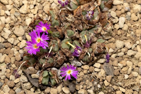 Conophytum bicarinatum, living stones, blooming, flowers, Stellenbosch Botanic Garden, Western