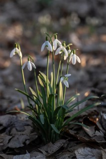 Snowdrop (Galanthus nivalis), Emsland, Lower Saxony, Germany