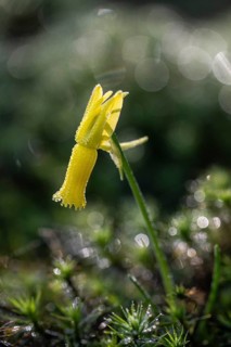 Cyclamen narcissus (Narcissus cyclamineus), Emsland, Lower Saxony, Germany