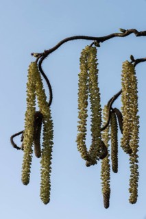 Hazelnut blossoms (Corylus avellana), Emsland, Lower Saxony, Germany