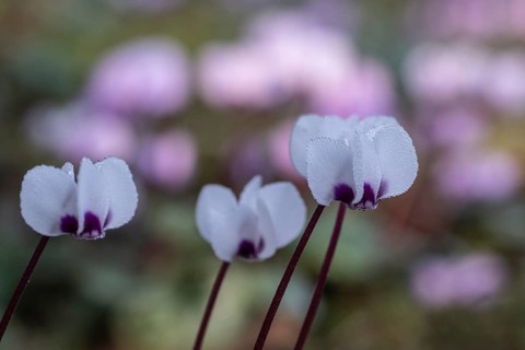 Early spring cyclamen (Cyclamen coum), Emsland, Lower Saxony, Germany