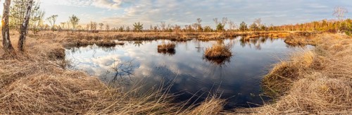 Marsh area with reflecting water and dry grasses under a cloudy sky, panorama, birch trees (Betula