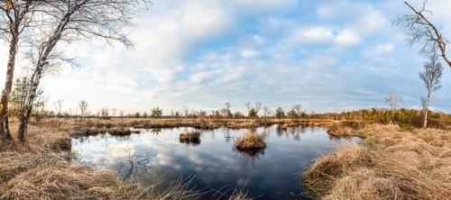 Still water of the moor reflects a cloudy sky, birch trees (Betula pendula) surround the area,