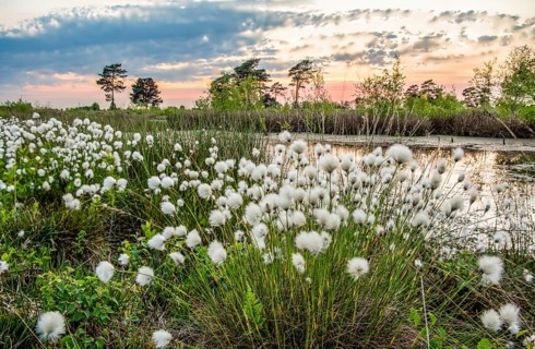 White fruiting sheath cottongrass (Eriophorum vaginatum) in the foreground of a rewetted raised