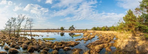 Panoramic view of a wide moor landscape with water areas and cloudy sky, birch trees (Betula