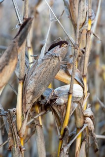 Close-up of dried corn plants (Zea mays) with a straw-like texture and autumnal ambience,