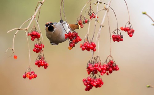 A waxwing (Bombycilla garrulus) foraging among the red berries of the common snowball (Viburnum