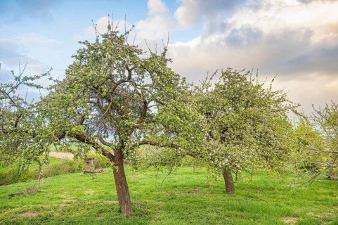 Flowering apple trees (Malus domestica) in a green meadow under a partly cloudy sky, Stemweder