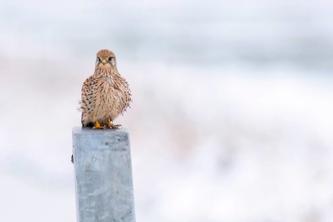 A Common Kestrel (Falco tinnunculus) sits on a grey post in a bright, wintry atmosphere, Dümmer