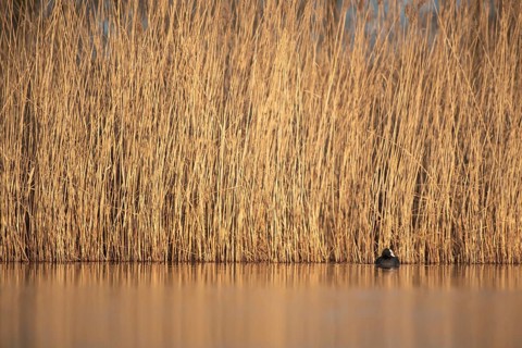 Reeds by the water offer a peaceful and natural scene with a solitary coot (Fulica atra), Dümmer