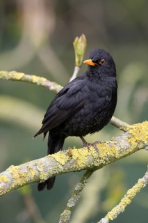 Blackbird (Turdus merula) male animal on a moss-covered branch, birdwatching, Dümmer nature park