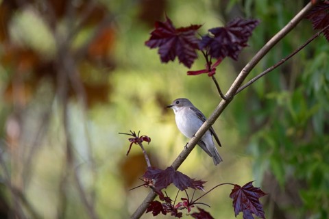 A pied flycatcher (Ficedula hypoleuca) on a branch with dark red leaves of a blood maple in a