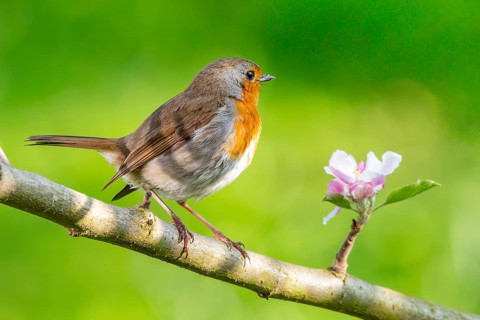 A robin (Erithacus rubecula) on a branch of a flowering apple tree (Malus domestica) next to a pink