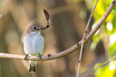 A pied flycatcher (Ficedula hypoleuca) with a leaf in its beak sitting on a branch with dark red