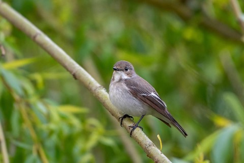 A pied flycatcher (Ficedula hypoleuca) on a branch in a natural environment, Dümmer nature park