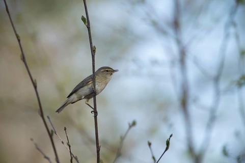 A small chiffchaff (Phylloscopus collybita) sits on a branch and sings, Dümmer nature park Park,