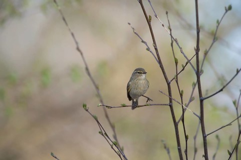 A small chiffchaff (Phylloscopus collybita) sitting on a branch, relaxed spring mood, Dümmer nature
