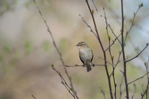 A small chiffchaff (Phylloscopus collybita) sits on a branch and looks to the side with interest,