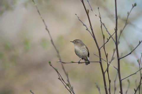 A small chiffchaff (Phylloscopus collybita) sits on a branch and observes the surroundings, Dümmer