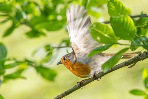 A robin (Erithacus rubecula) spreads its wings on a branch in a green environment, Dümmer nature