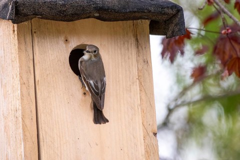 A pied flycatcher (Ficedula hypoleuca) sitting at the entrance of a wooden nesting box, Dümmer