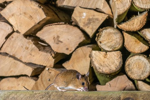 A yellow-necked mouse (Apodemus flavicollis) sitting in front of a pile of cut logs of firewood,