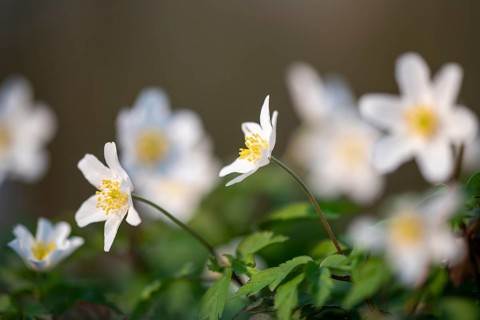 White wood anemone (Anemone nemorosa) with yellow stamens against a blurred background, conveying a