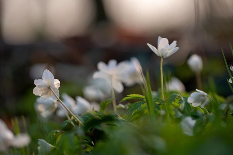 Delicate white anemones (Anemone nemorosa) with yellow stamens against a blurred background next to