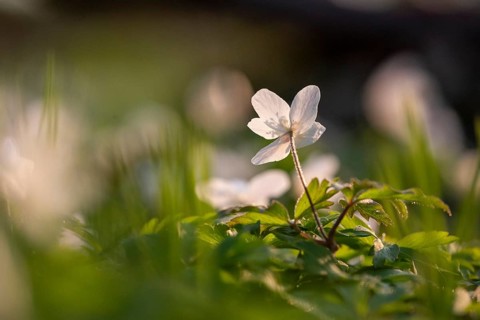 Sunlit single flower of an anemone (Anemone nemorosa) with yellow stamens against a blurred