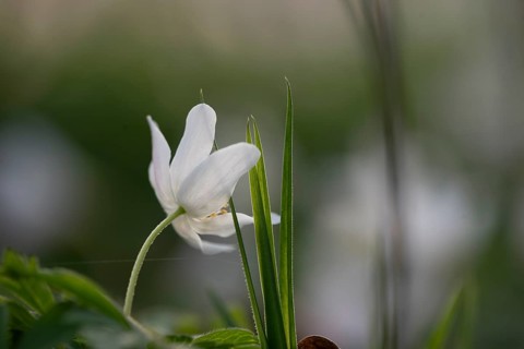 Delicate white anemones (Anemone nemorosa) with yellow stamens against a blurred background next to