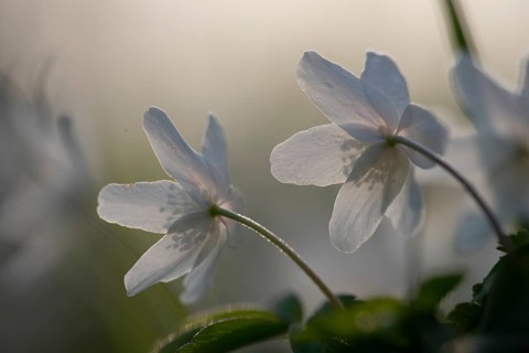 Rear view of delicate white anemones (Anemone nemorosa) with yellow stamens against a blurred