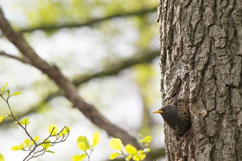 A starling (Sturnus vulgaris) looks away from its breeding den in a natural hollow on the trunk of