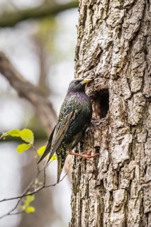 A starling (Sturnus vulgaris) sits in front of its breeding den natural den away from a tree trunk