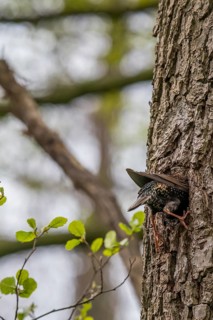 A starling (Sturnus vulgaris) hatching in its natural nesting cavity in a tree trunk of a black