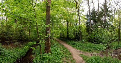 Frühlingswald am Wanderweg Ahornweg im Teutoburger Wald, Terra Vita nature park Park, Dissen, Lower