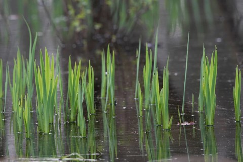 Green leaves of the water iris (Iris pseudocorus) are reflected in the calm water, Dümmerniederung,