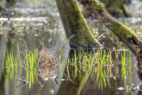 Green leaves of the water iris (Iris pseudocorus) are reflected in the calm water of a riparian