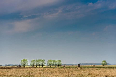 Feut meadows with rows of pollarded willows (Salix spec.) in the Dümmerniederung, Lower Saxony,