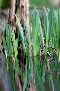 Green leaves of the water iris (Iris pseudocorus) are reflected in the calm water, Dümmerniederung,