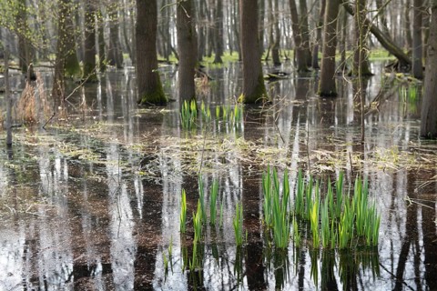 Flooded forest Alder quarry Floodplain forest Alder forest (Alnus glutinosa) with fresh spring