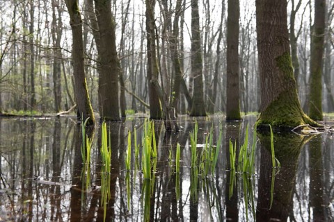 Flooded forest Alder quarry Floodplain forest Alder forest (Alnus glutinosa) with fresh spring