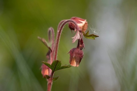 A red-flowering brook carnation (Geum rivale) with buds against a green background, Lower Saxony,