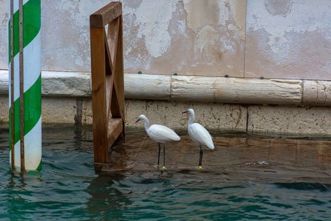 Two Great White Egrets (Ardea alba) on a boat mooring in the canal in Venice, Veneto, Italy