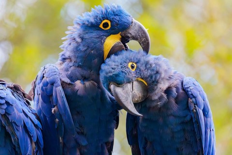 Two hyacinth macaws (Anodorhynchus hyacinthinus) sit on a dead branch at the edge of the forest and