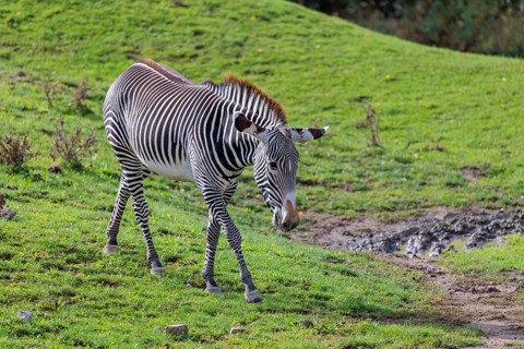 A Grévy's zebra (Equus grevyi)walks across a green meadow in hilly terrain. Botswana