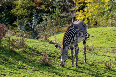 A Grévy's zebra (Equus grevyi) grazes in a green meadow. Botswana