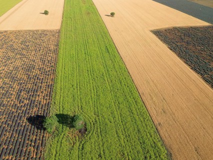 France, Provence, Alpes de Haute Provence, lavender fields and cornfields roll in soft waves across
