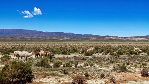Llamas graze in a vast desert landscape with mountains in the background under a blue sky, The